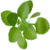 Benefits of Oregano